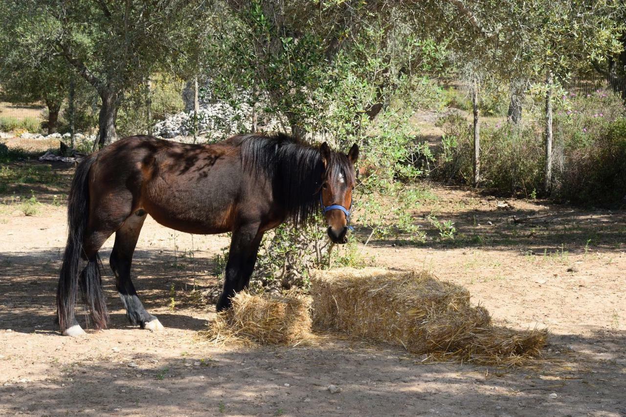 Le Palombelle Casa Vacanze Otranto Kültér fotó